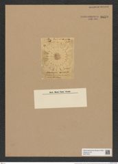 Asterolampra eximia Grev. (de-Toni-Nr.: Genus 235, Species 5670) Zeichnungen Sammlung Grunow Nr. 9659 (NHMW-BOT-W0379591)